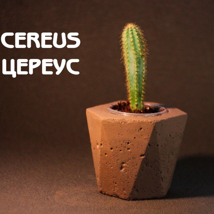 Кактус Цереус (Cereus)