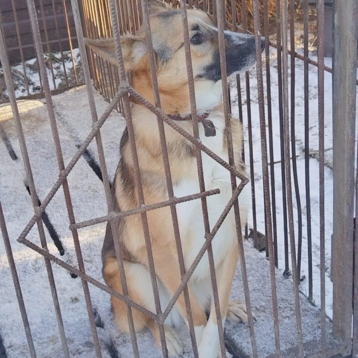 Отдам собаку в добрые руки