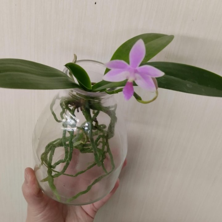 Орхидея Phal. Tetraspis car. alba x equestris