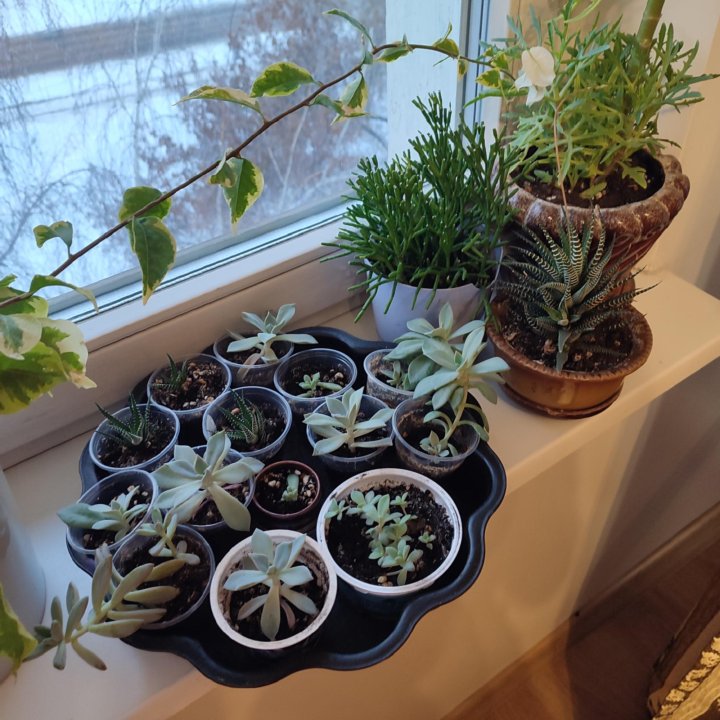 Детки суккулентов