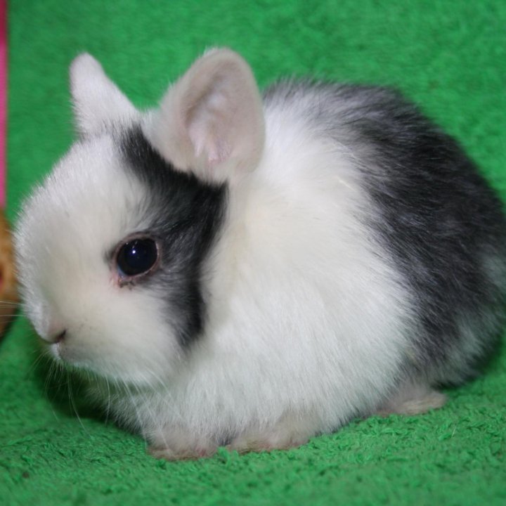 Крольчата малыши