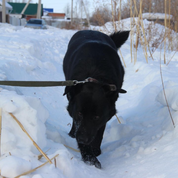 Собака в добрые руки!