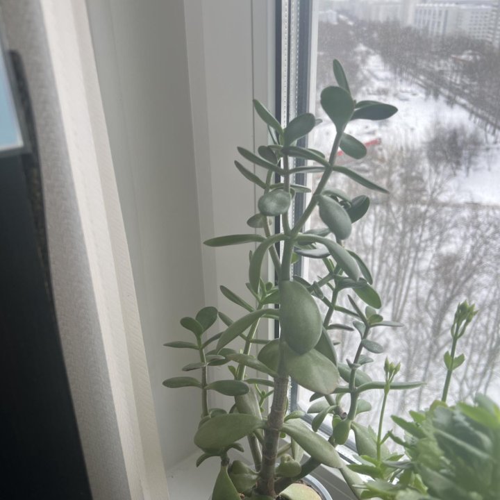 Денежное дерево