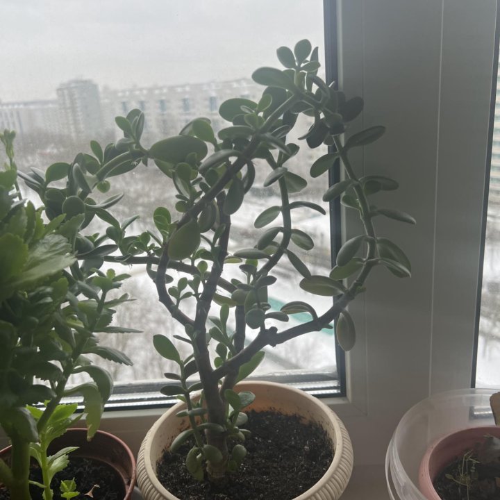 Денежное дерево