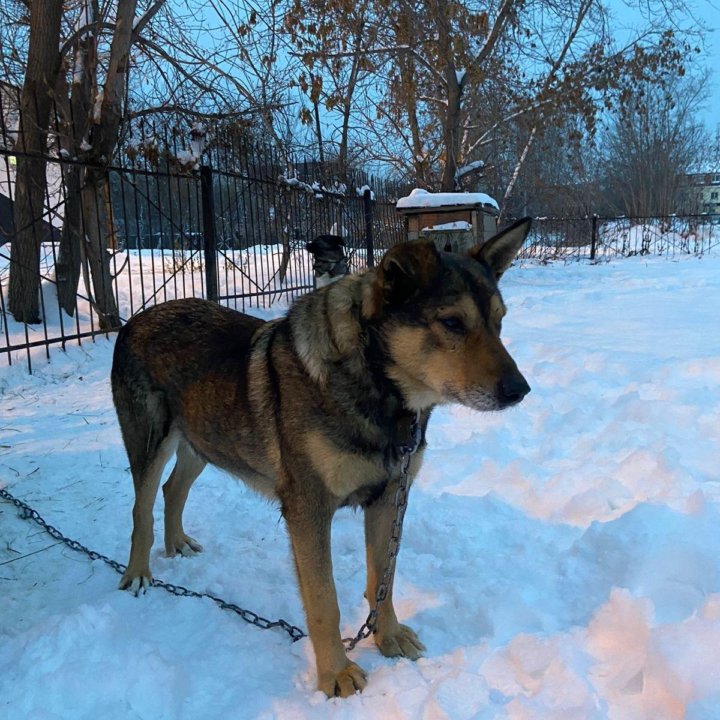 Собака в добрые руки