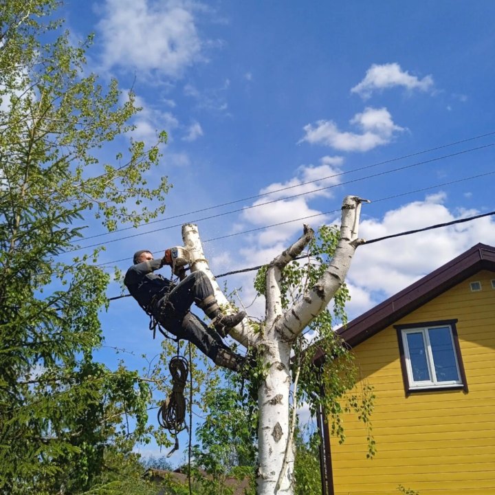 Спил деревьев