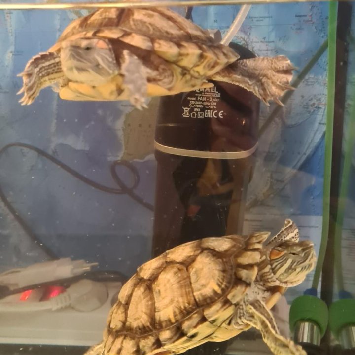 Красноухие черепахи с аквариумом