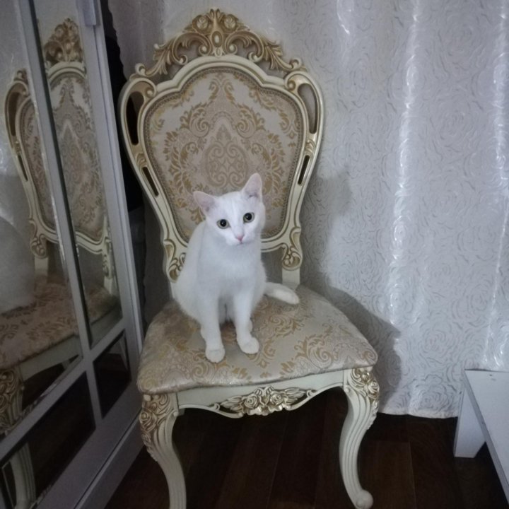 Кот ,, Лаки,,