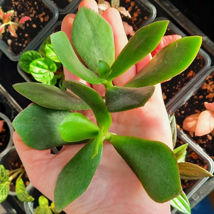 Крассула / Crassula