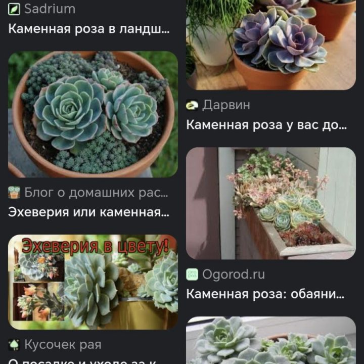 Каменная роза