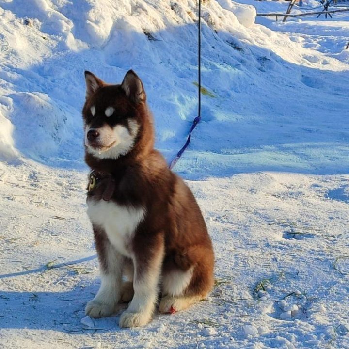 Щенки хаски с окрасом агути