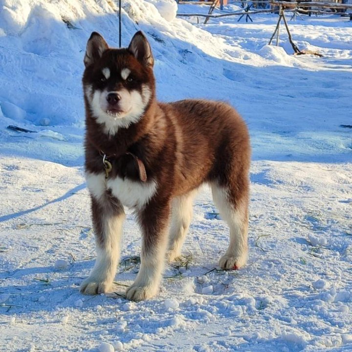 Щенки хаски с окрасом агути