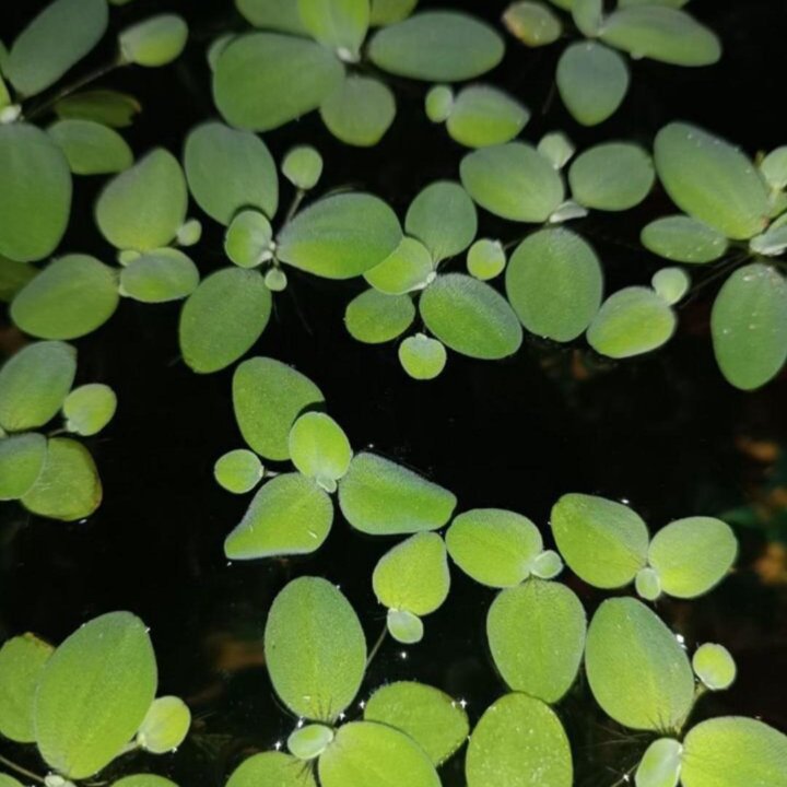 Аквариумное растение Пистия или же Водяной салат