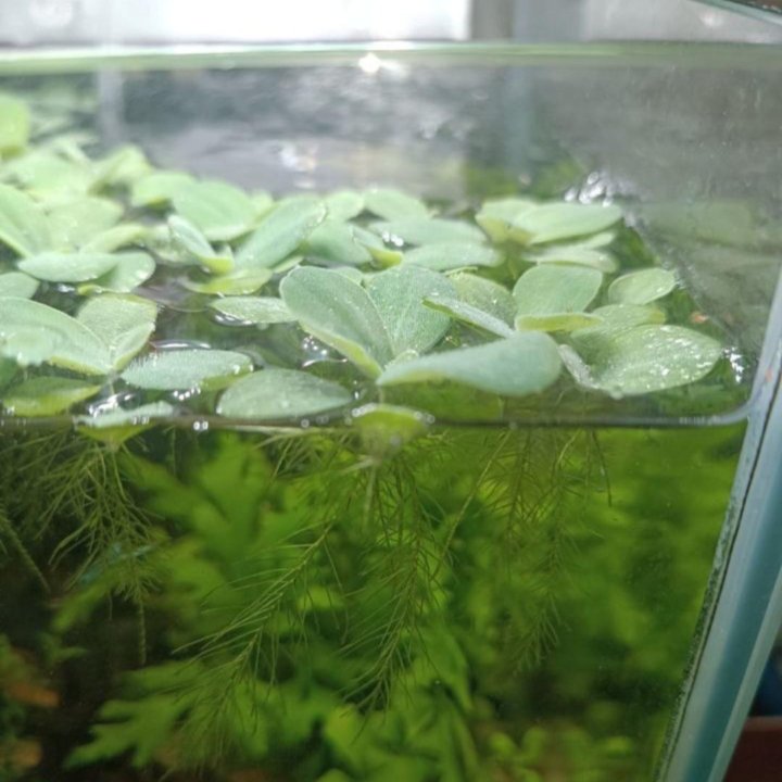 Аквариумное растение Пистия или же Водяной салат