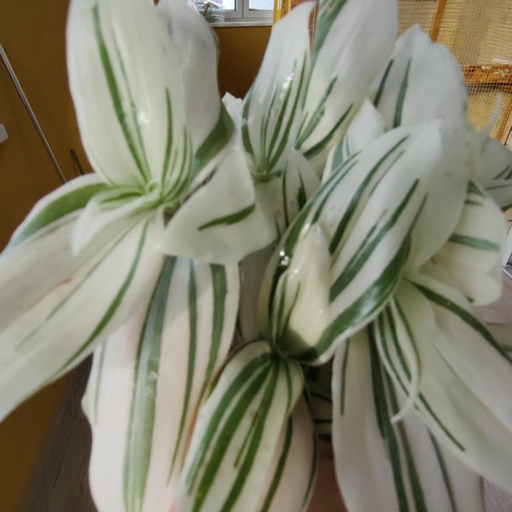 Tradescantia albaflora Variegata Brightness