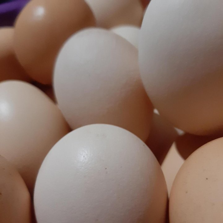 Яйцы куриные домашние