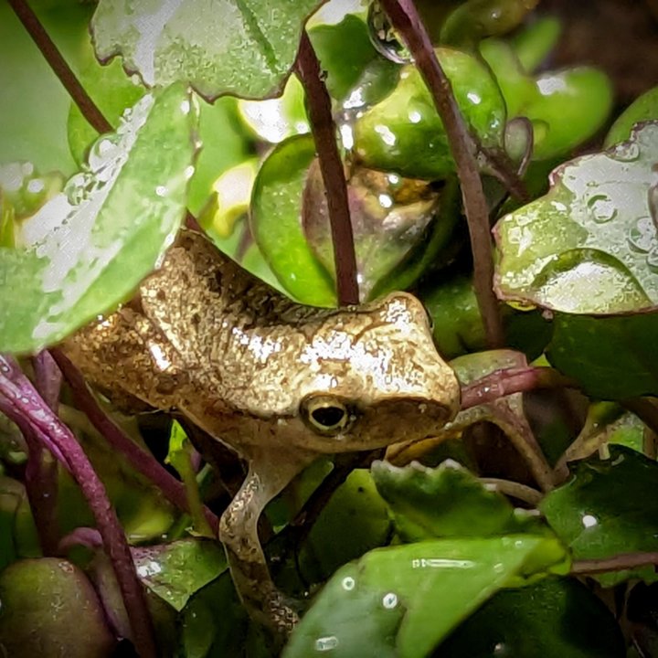 Лягушка домовой веслоног Polypedates leucomystax