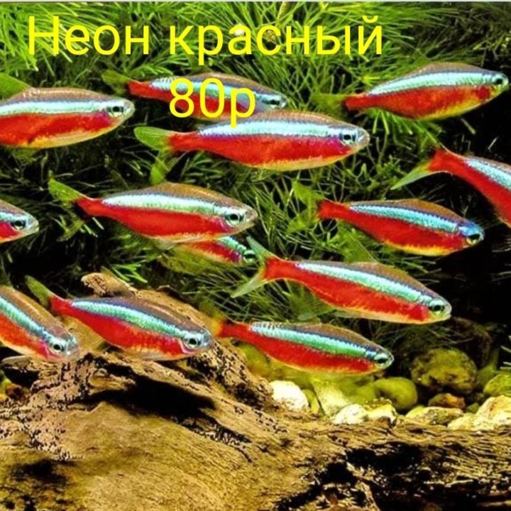 Неон красный