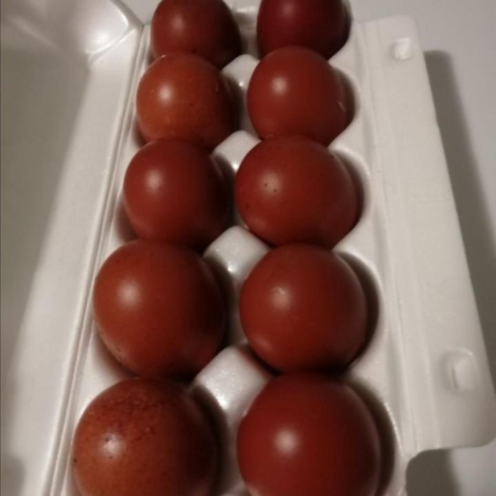 Инкубационное яйцо черно-медного марана