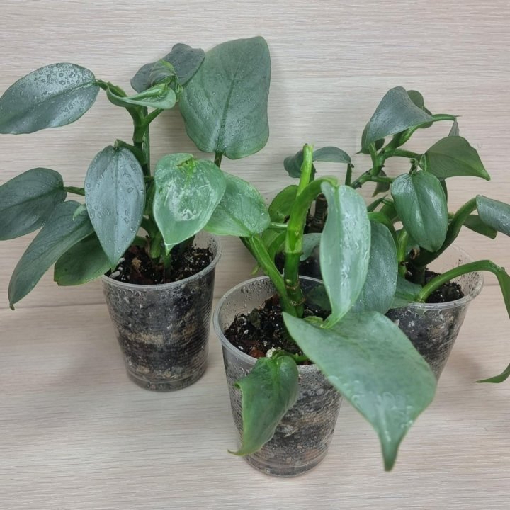 Филодендрон Сильвер Квин