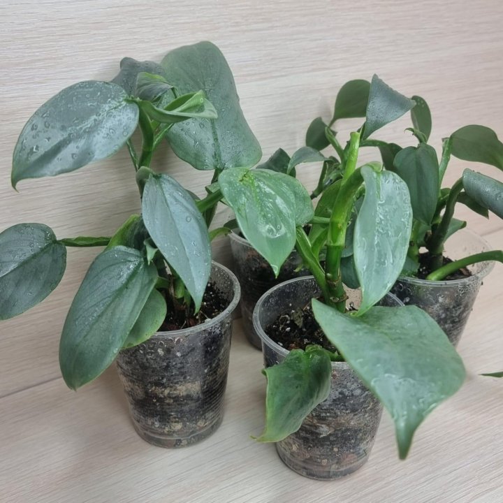 Филодендрон Сильвер Квин