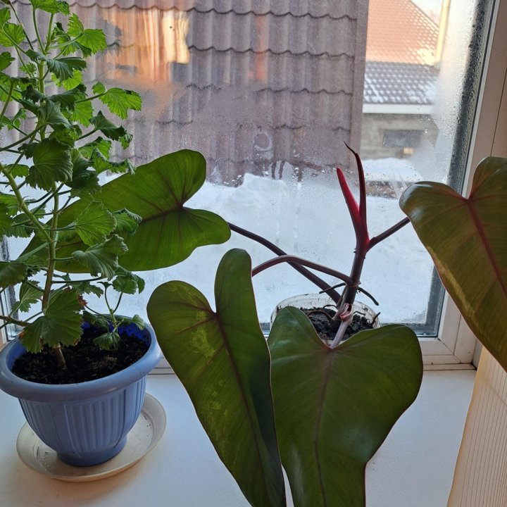 Филодендрон Red Emerald