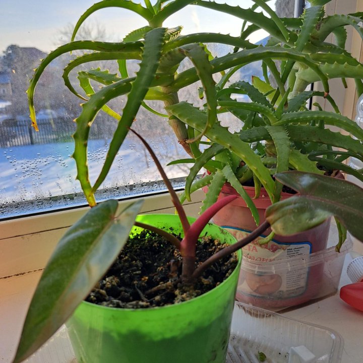 Филодендрон Red Emerald