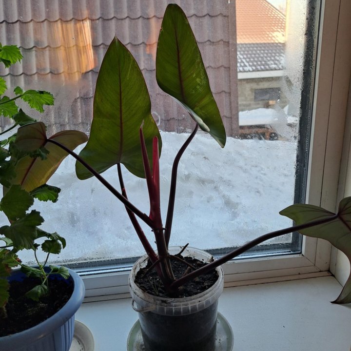 Филодендрон Red Emerald