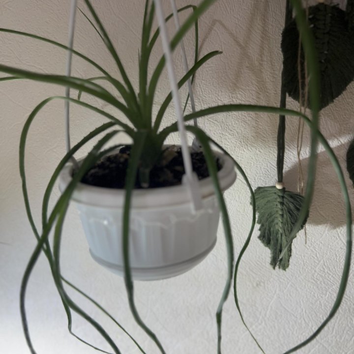 Редкие комнатные растения