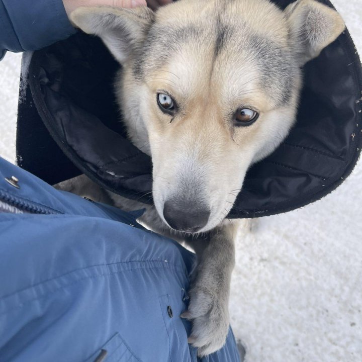 Срочно нужен дом 