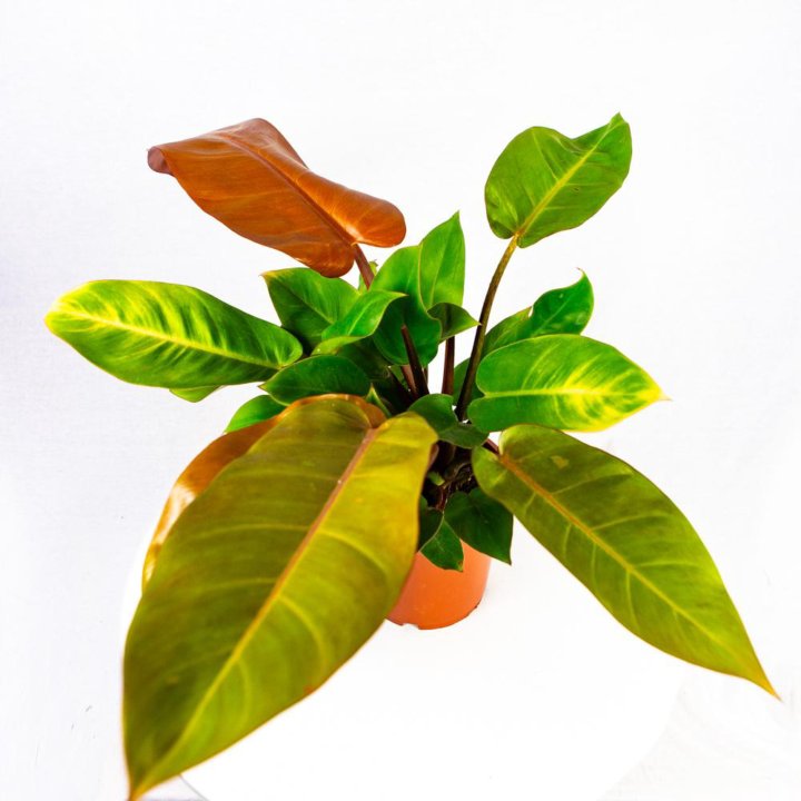 Филодендрон Принц оф Оранж Philodendron Prince of Orange 45/17 (Н)