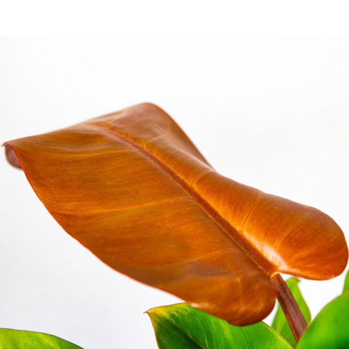 Филодендрон Принц оф Оранж Philodendron Prince of Orange 45/17 (Н)