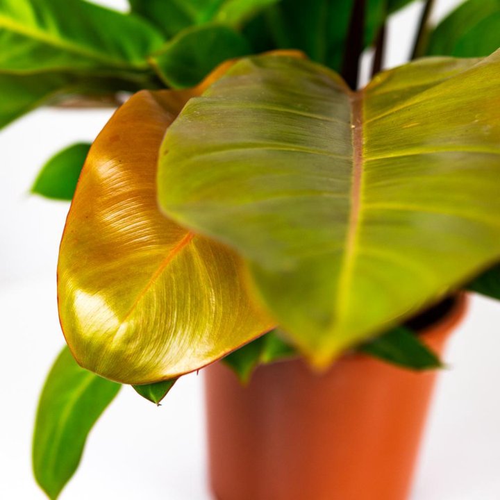 Филодендрон Принц оф Оранж Philodendron Prince of Orange 45/17 (Н)