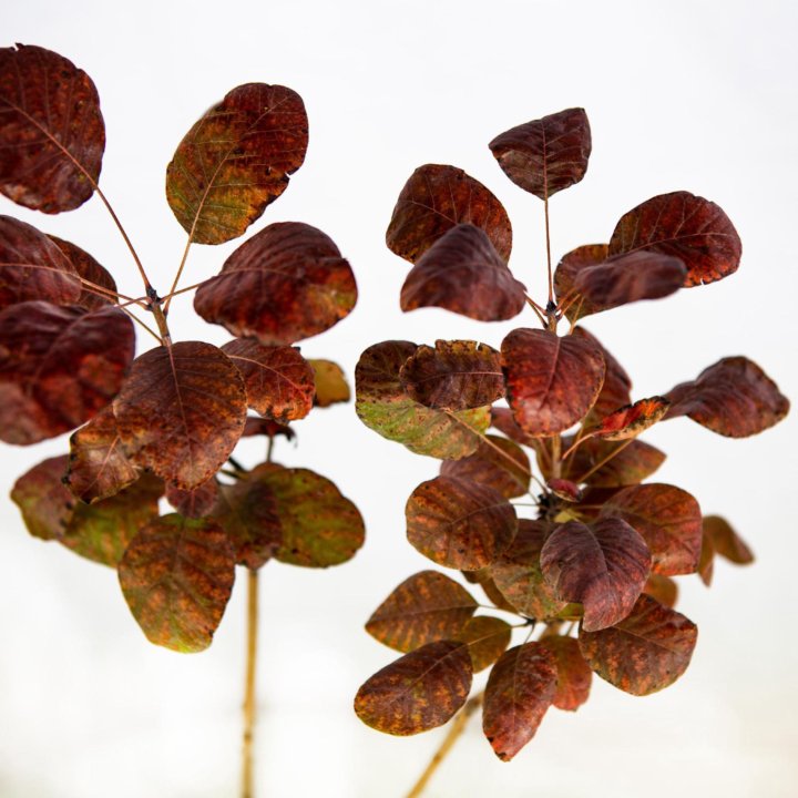 Скумпия кожевенная Роял Перпл Cotinus coggygria Royal Purple 2л (Н)