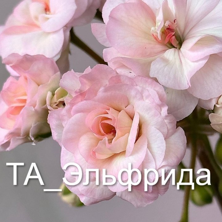 Пеларгония ТА_Эльфрида