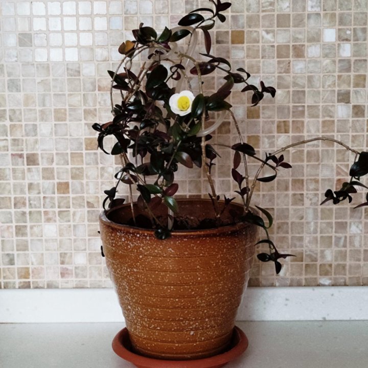 Комнатный цветок, Нематантус (Гипоцирта )