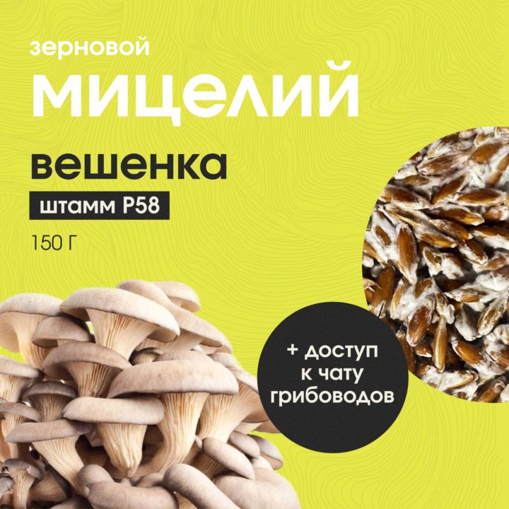 Мицелий грибов вешенки Штамм Р58.