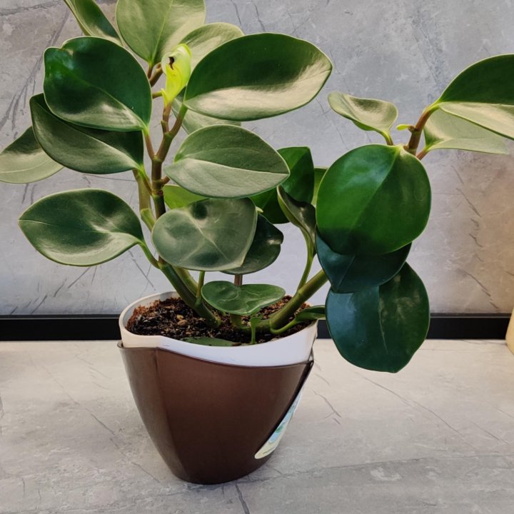 Пеперомия туполистная (Peperomia obtusifoli)