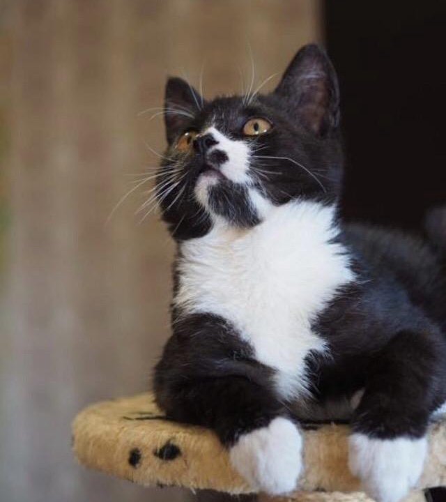 Черно-белый котёнок-подросток