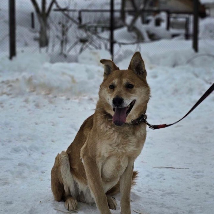 Собака в добрые руки. Гром