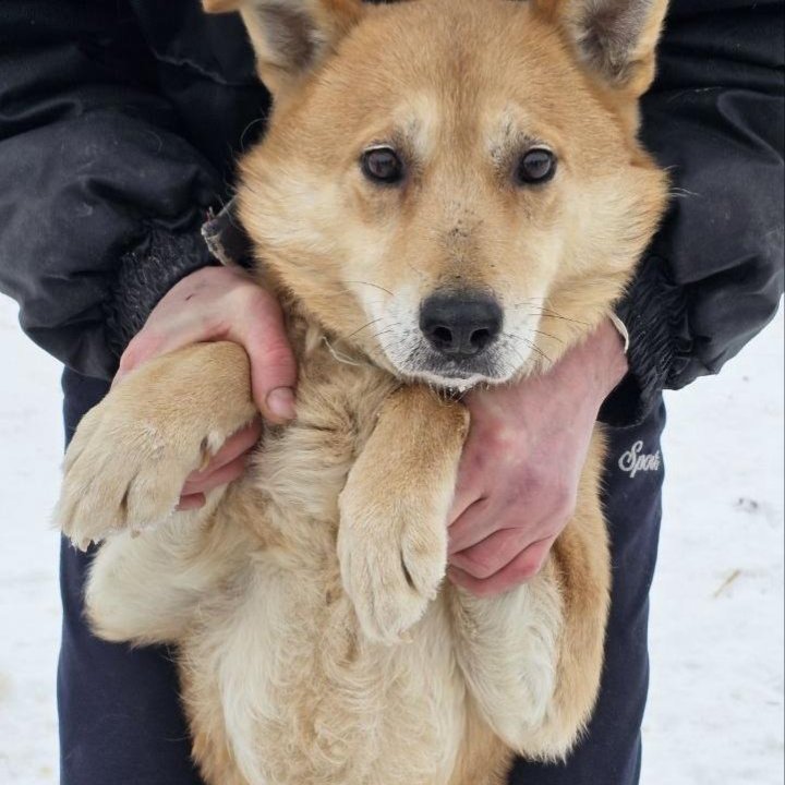 Собака в добрые руки. Гром