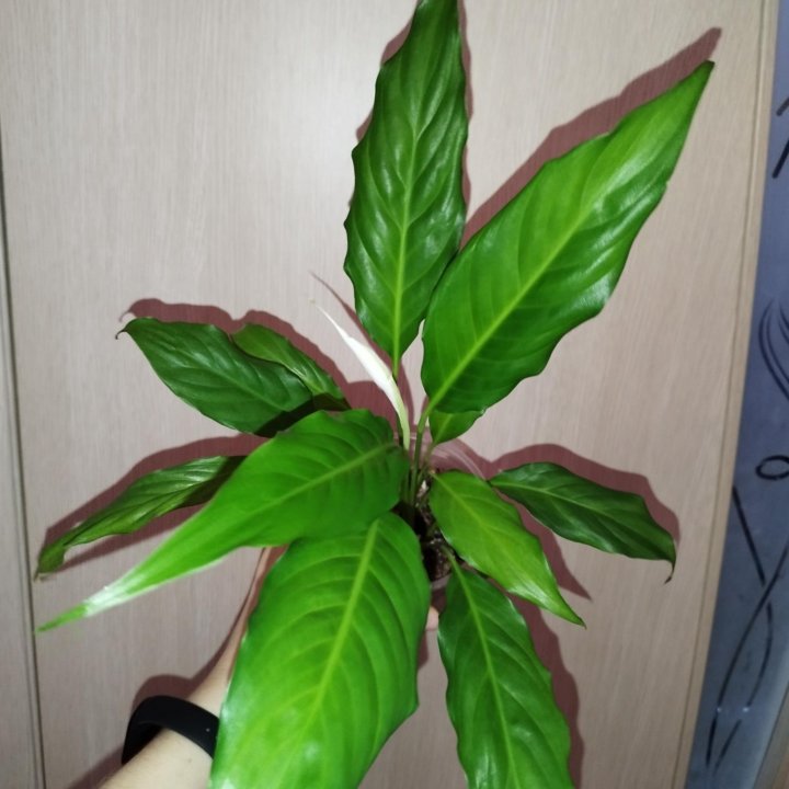 Спатифиллум Уолиса