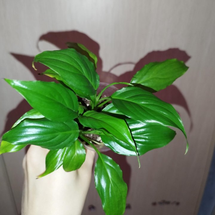Спатифиллум Уолиса