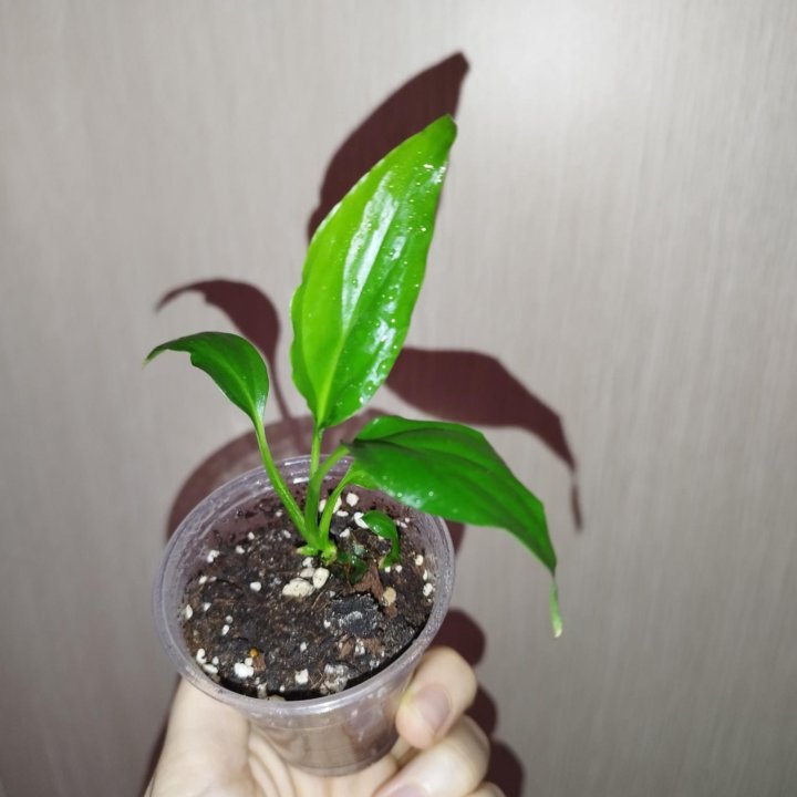 Спатифиллум Уолиса