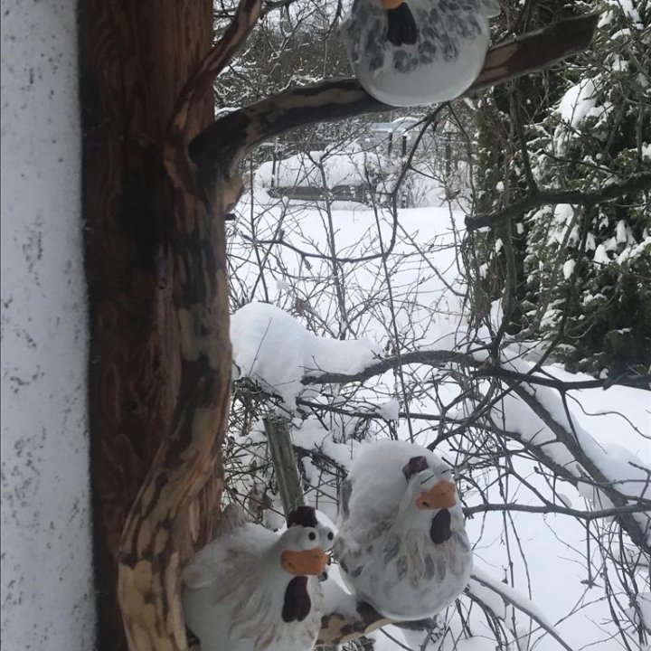 Забавные курочки ;)