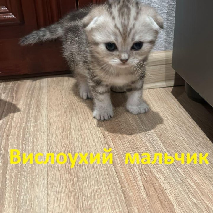 ШОТЛАНДСКИЕ КОТЯТА