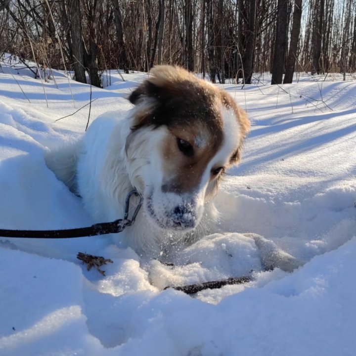 Персиваль ищет дом