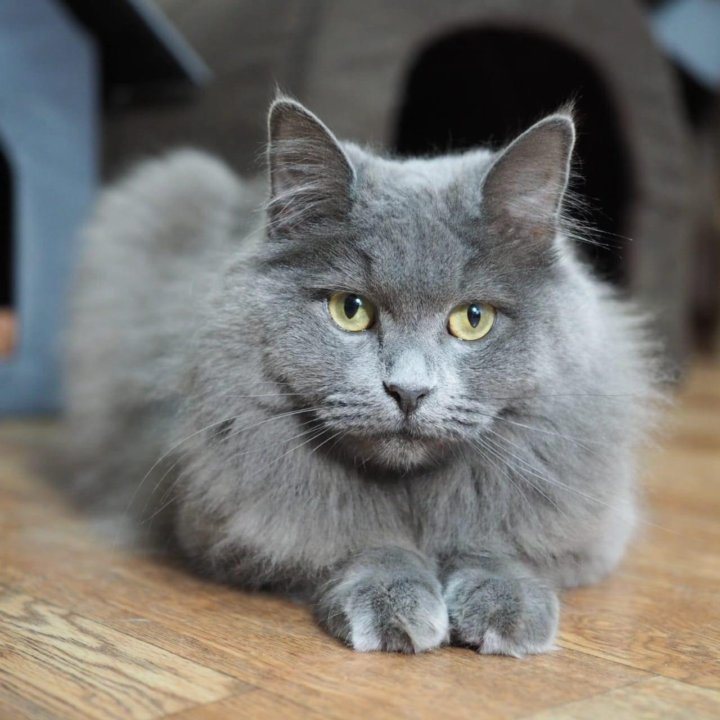 Нибелунг русская голубая кошка. Бесплатно