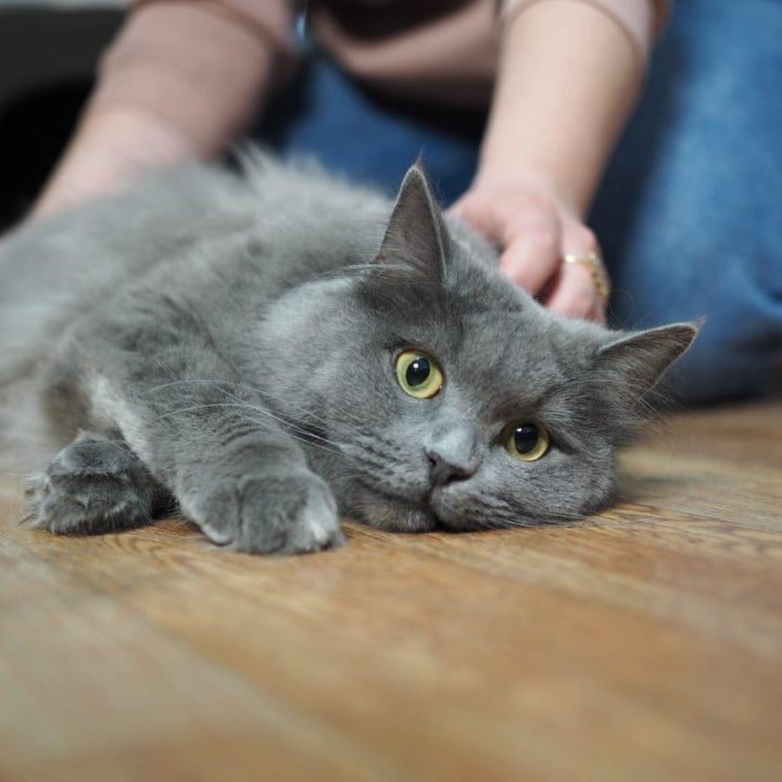 Нибелунг русская голубая кошка. Бесплатно