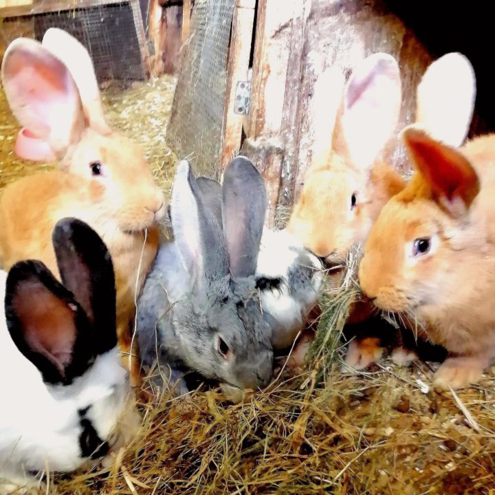 Кролики мясного направления